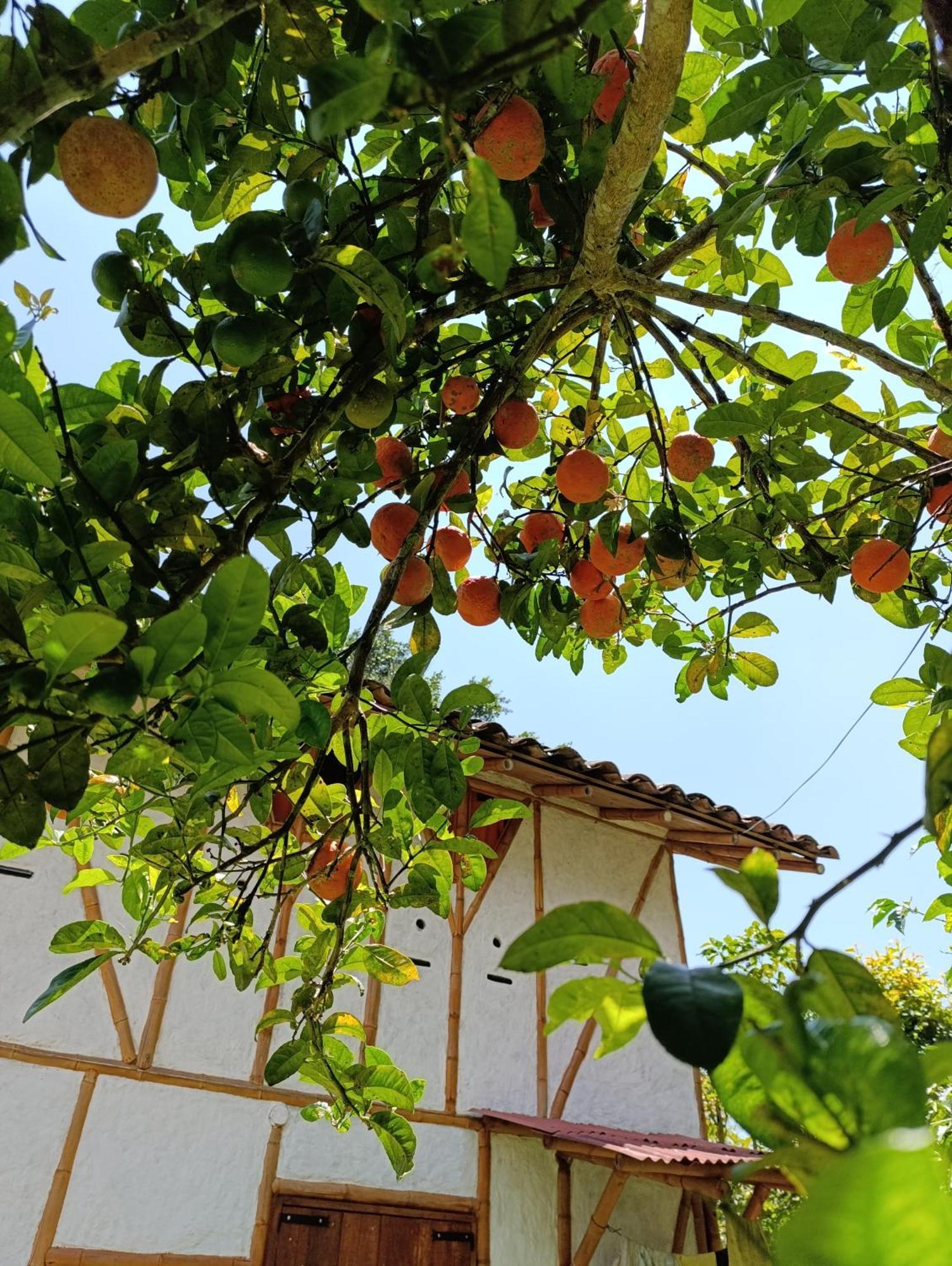 Casa Entera Finca Cometa San Agustín Dış mekan fotoğraf